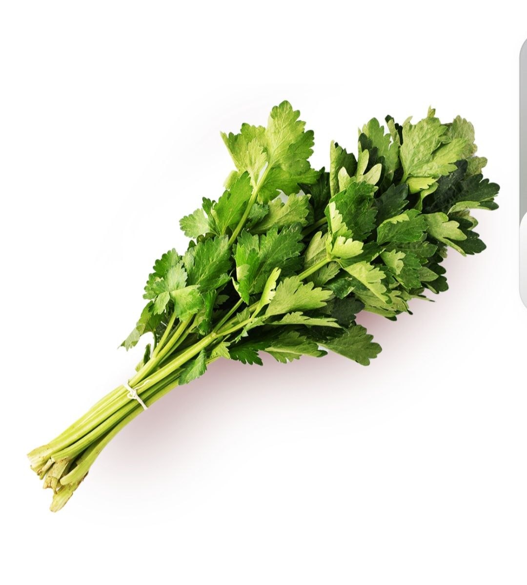 Celery 1 pcs