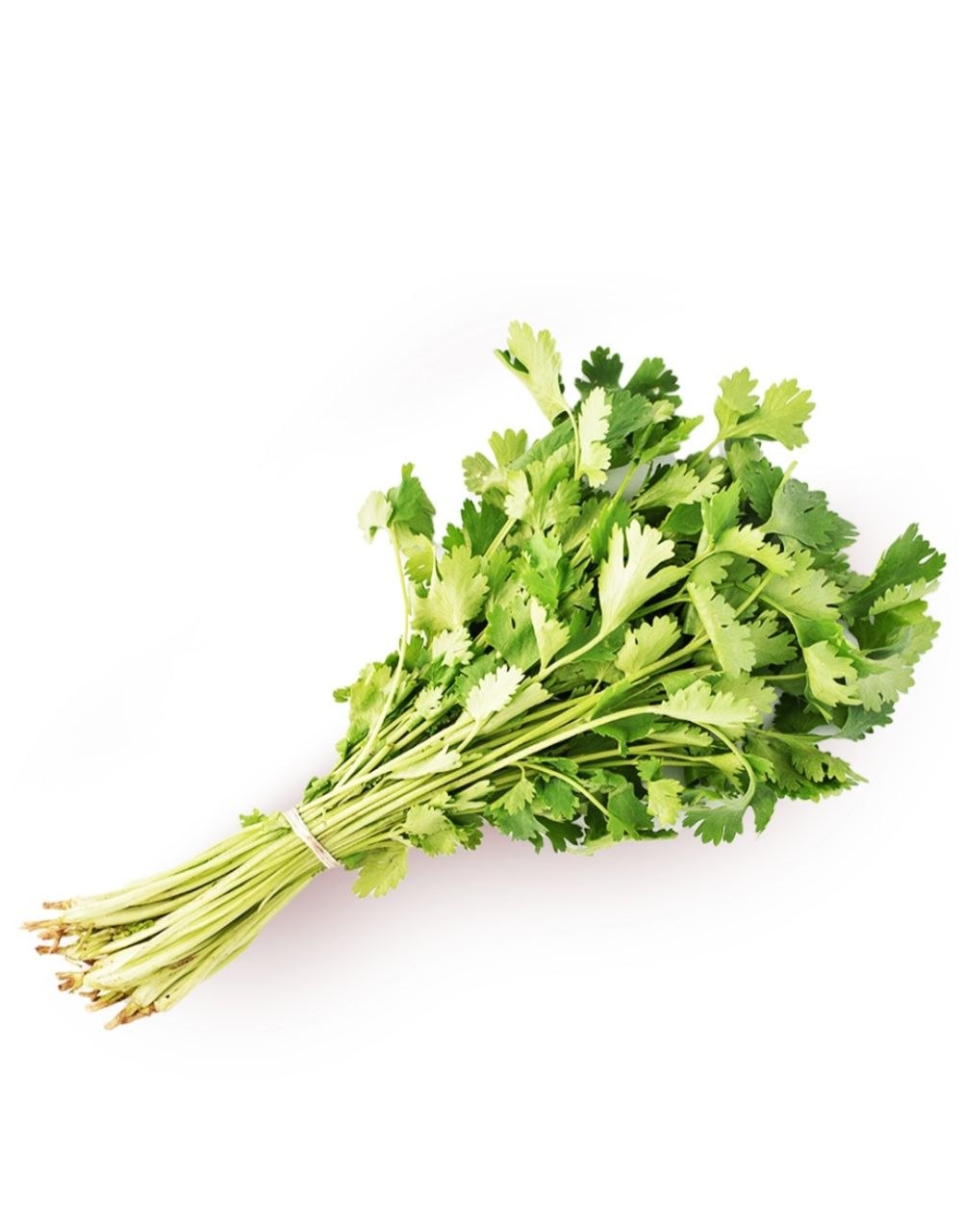 Cilantro 1 pcs