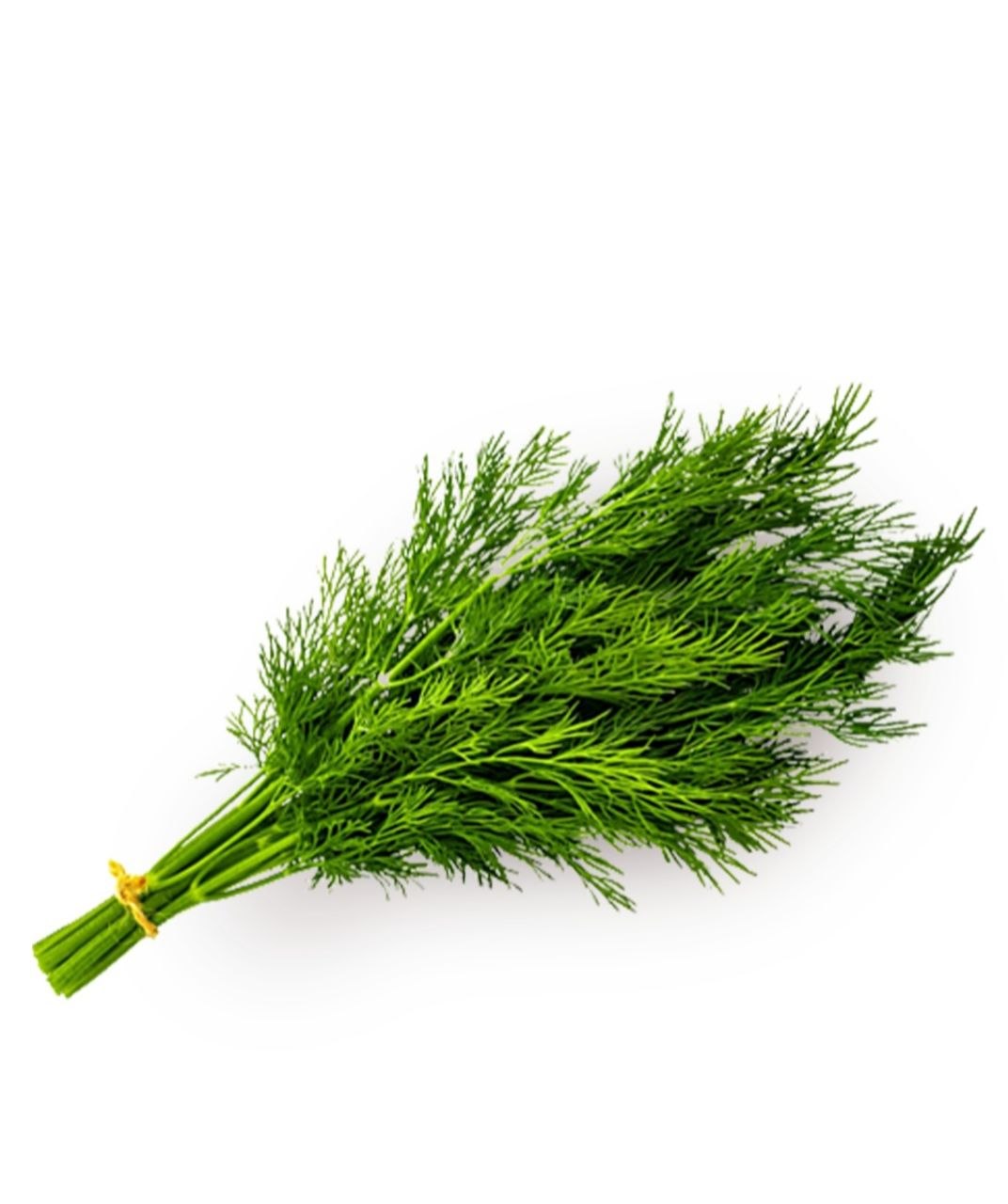 Dill 1 pcs