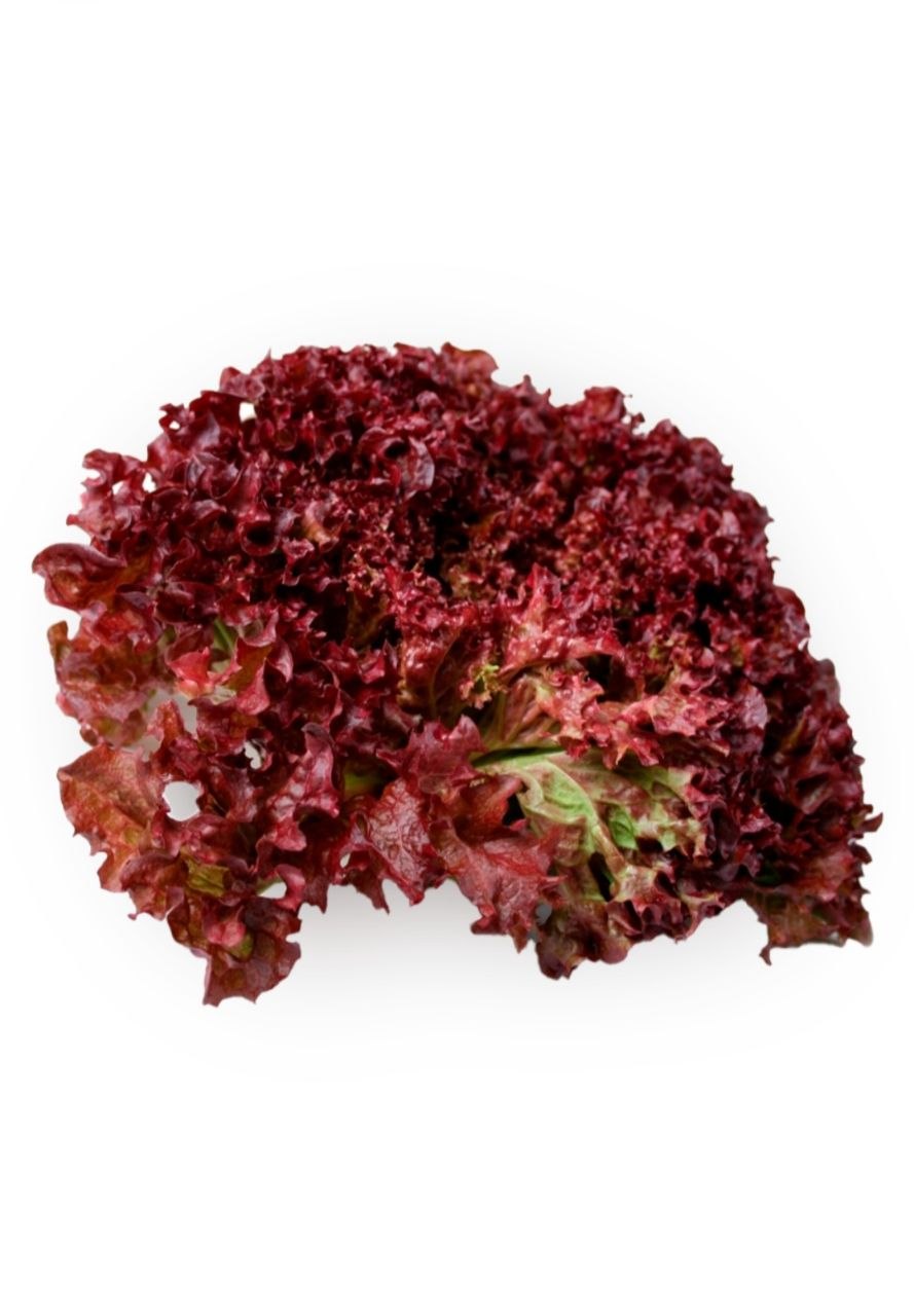lollo rosso lettuce 100 gr